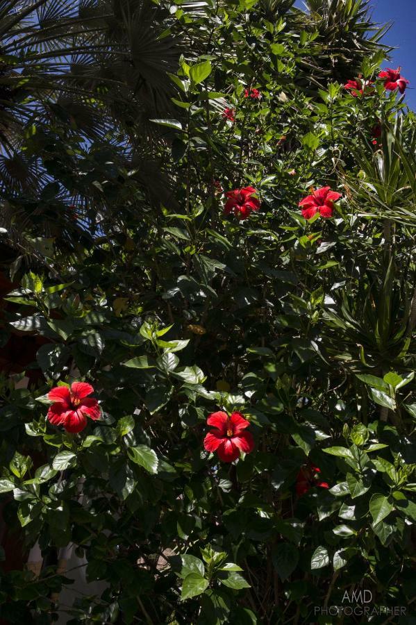 Los Flamingos Panzió La Maddalena  Kültér fotó